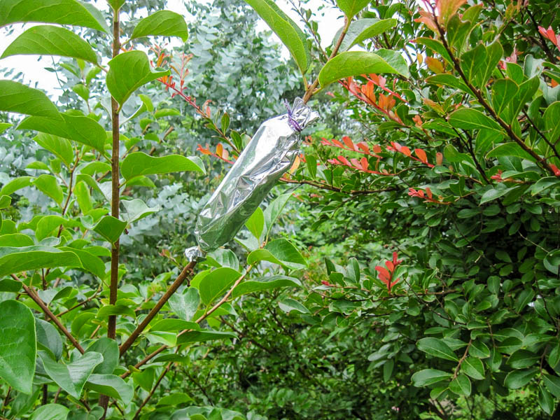 pear cuttings