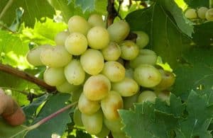 Description and characteristics, advantages and disadvantages of the Bogatyanovsky grape variety, cultivation rules