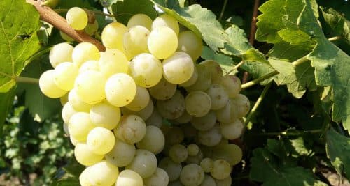 perlas de uvas