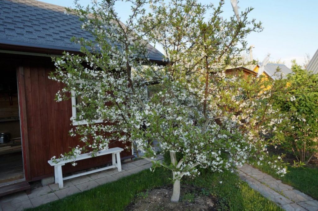 la poire ne porte pas de fruit