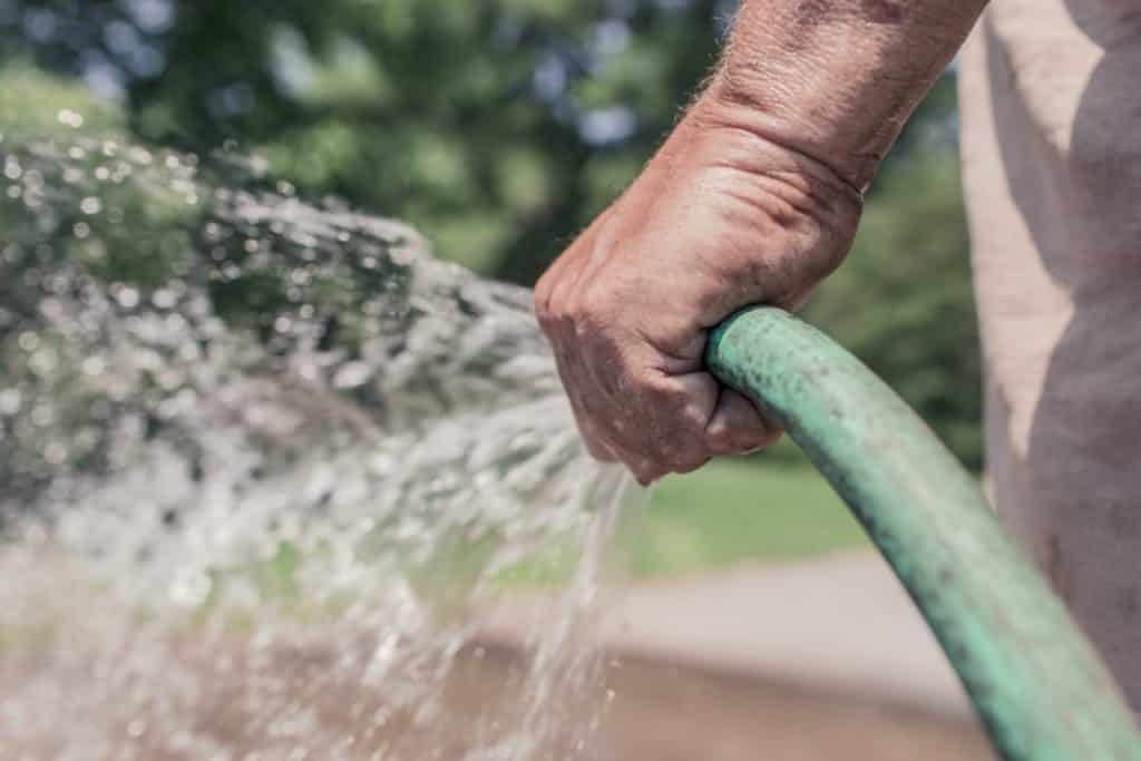 watering pear