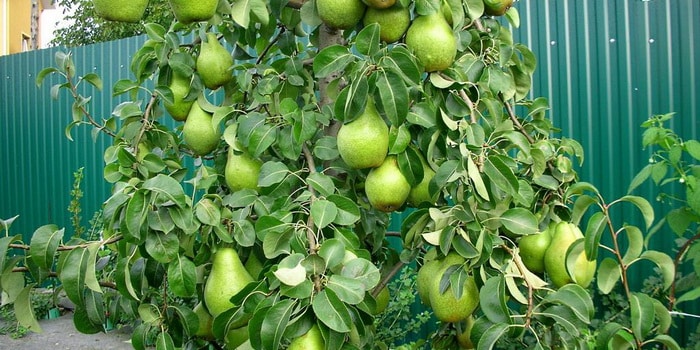 Poire de novembre