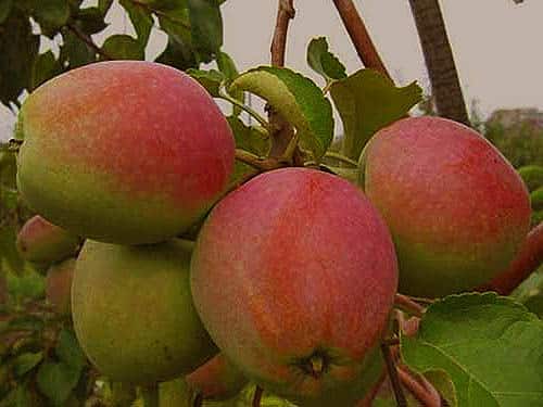 apple tree arkadik