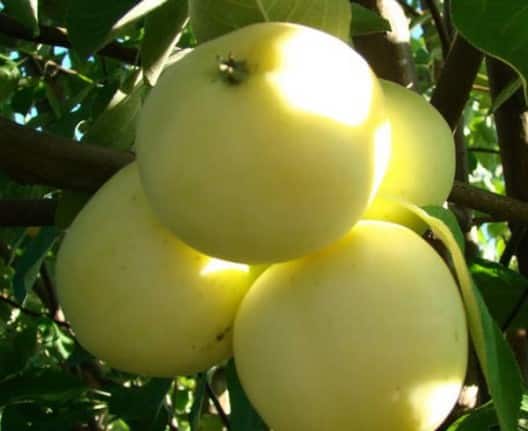 Semi-dwarf apple tree