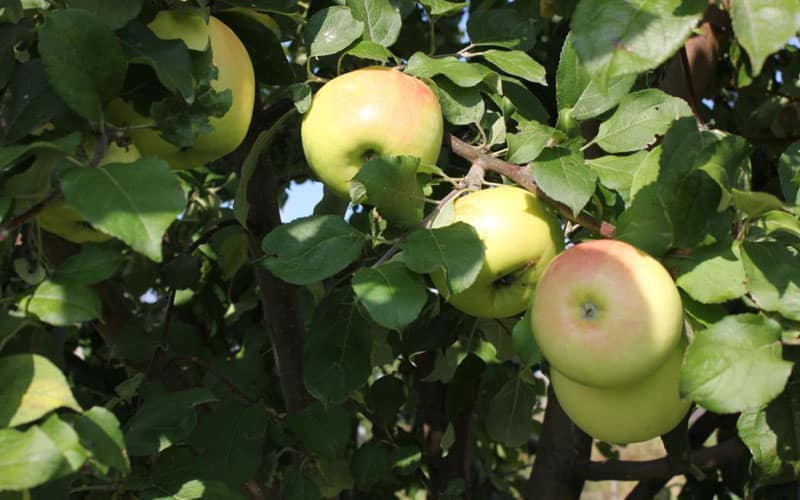 árbol de manzana