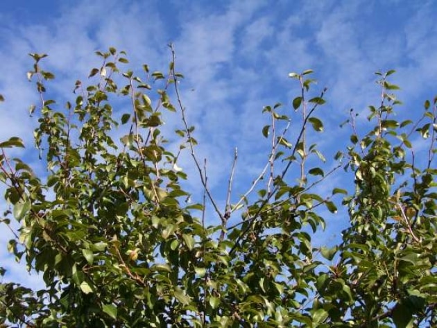 the leaves of the apple tree wither