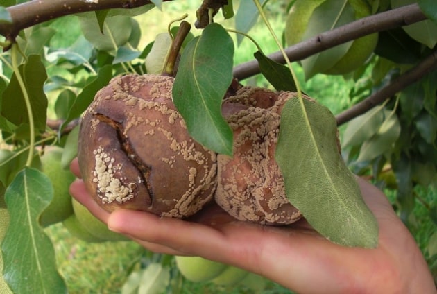 pruning pear