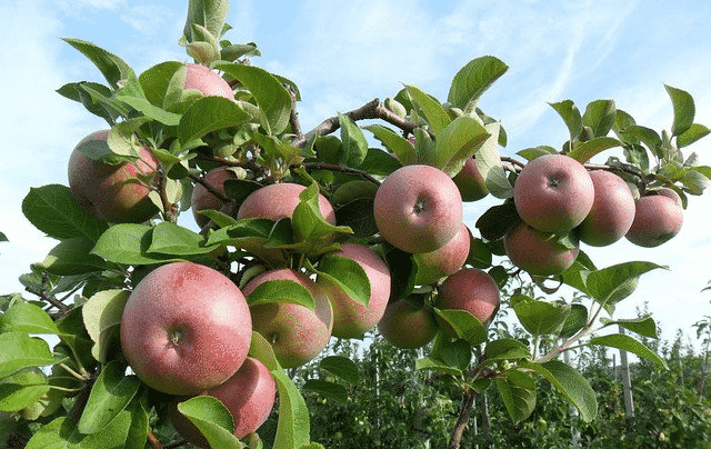 pommier sauvé