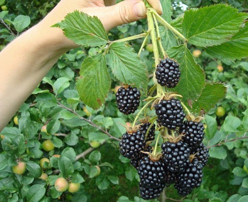 moras frescas