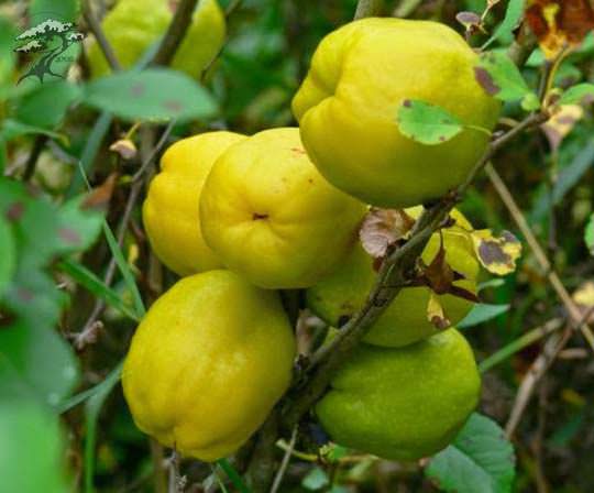 ripe quince