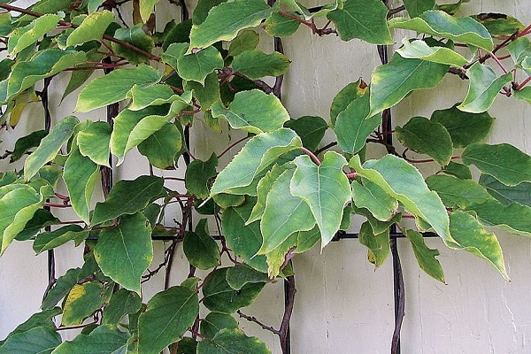 feuilles de plantes