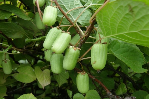 récolte de fruits