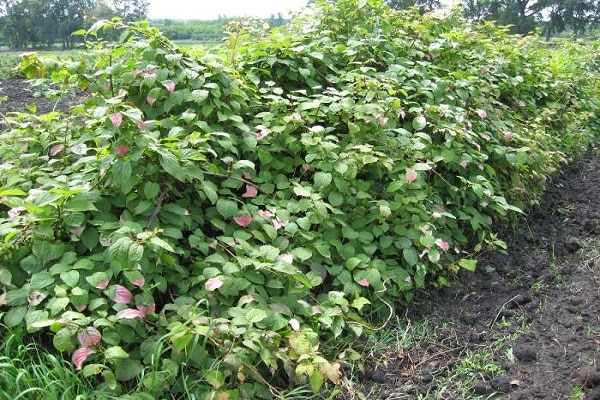 bushes of vegetables