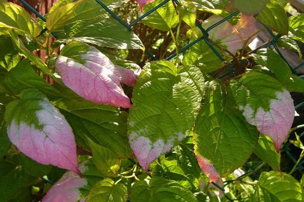 redness plant