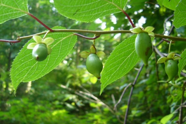 frutas verdes