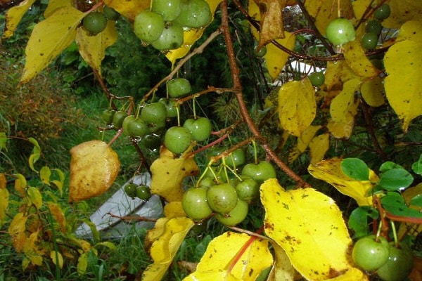 ripening of fruits