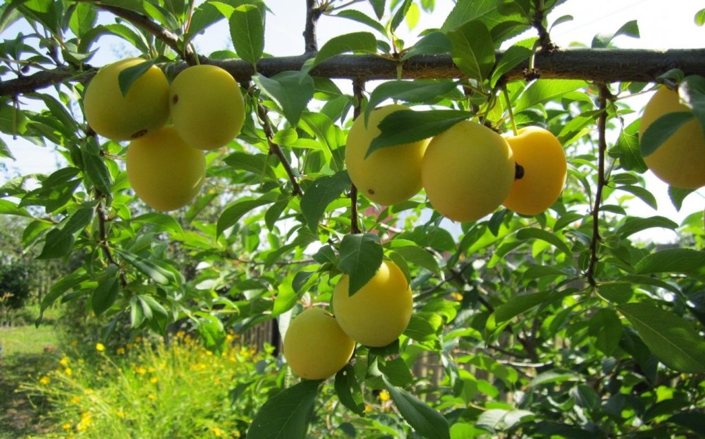 Voyageur de prune