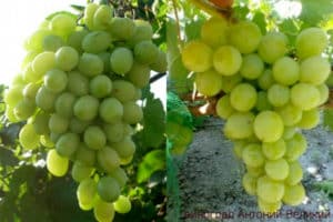 Description and characteristics of the grape variety Anthony the Great, history and rules of cultivation