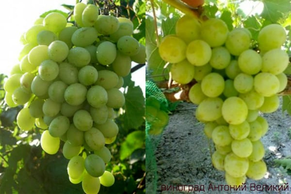 grapes anatoly the great