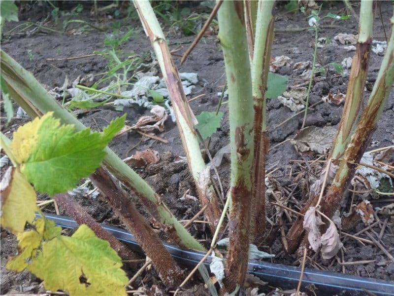 blackberry breeding