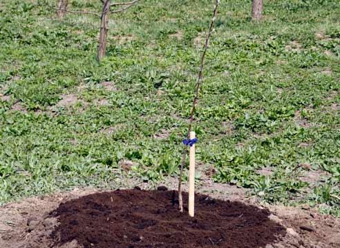 plantant un pomer