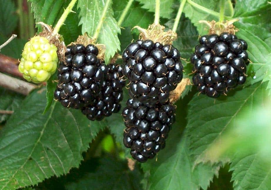 fresh blackberries