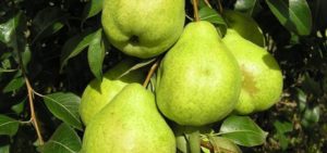 Description and characteristics of the August dew pear variety, ripening time, planting and care