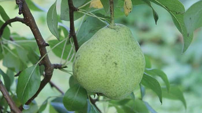 pear agustovskaya dew