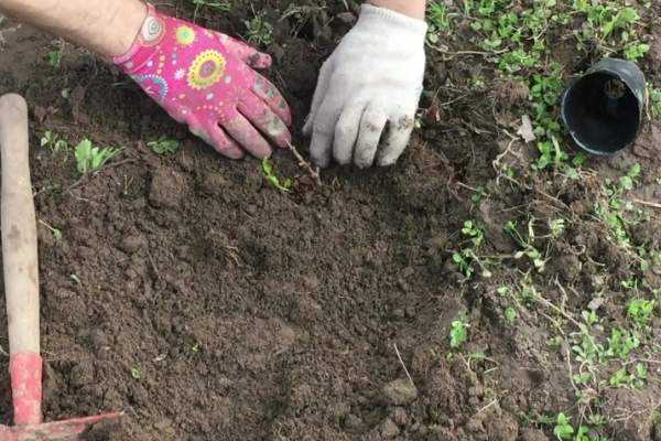 planting quince