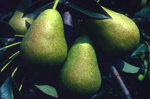 pear Kondratyevka