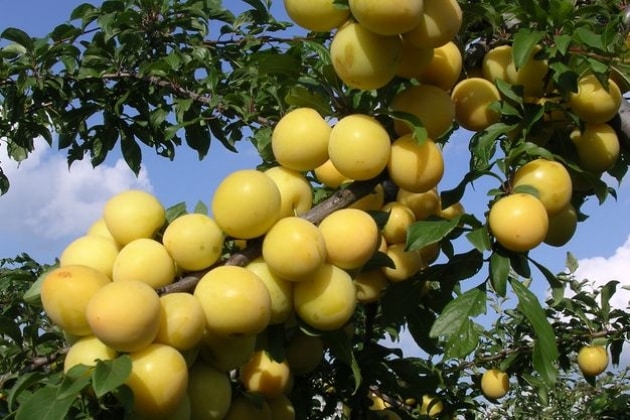 Yellow plum Mountain