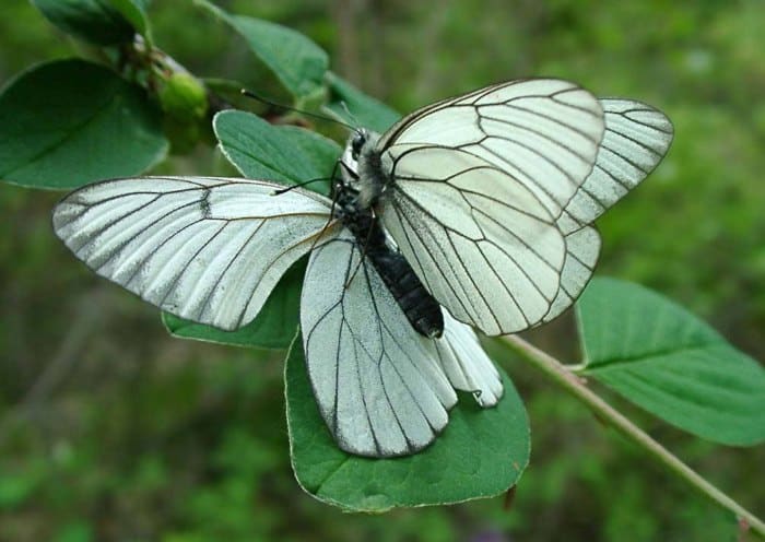 Mariposa espino