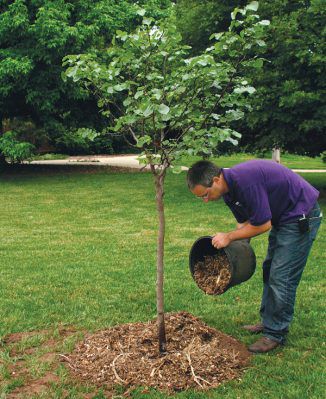 Description and characteristics of the pear variety Forest beauty, planting and care