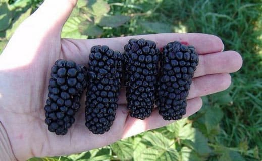 fresh blackberries