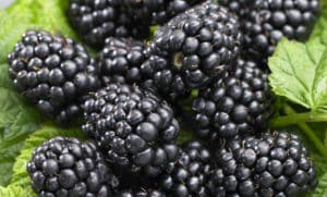 Description of the best varieties of thornless blackberries, planting, growing and care