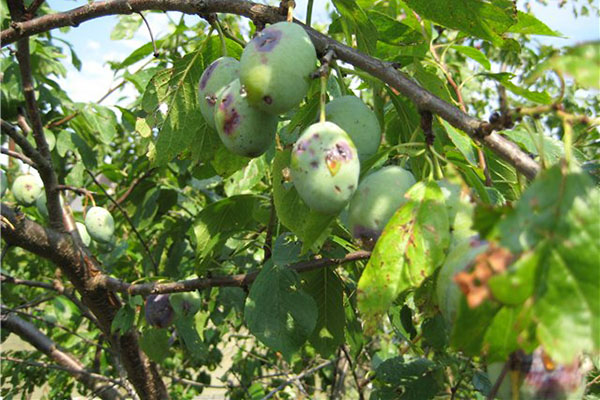 les prunes tombent