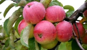 Descripción y características de la variedad de manzana Borovinka, la historia de la especie y características de cultivo.