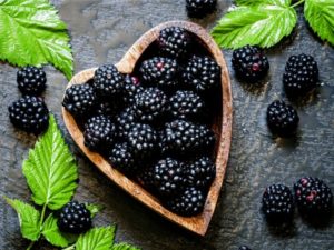 Description and characteristics of blackberry varieties Thornless Evergreen, reproduction, planting and care