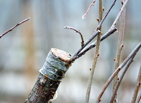 slyvų skiepijimas