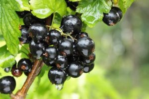 How can you feed currants in autumn, spring and summer for a better harvest