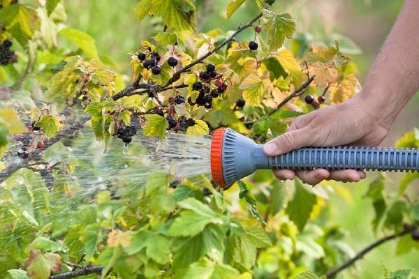 watering with a hose