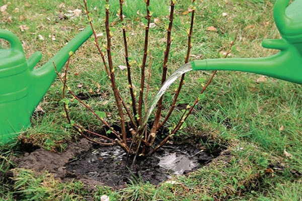 watering from a watering can