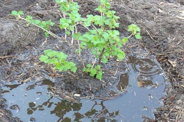 arrosant les plantes