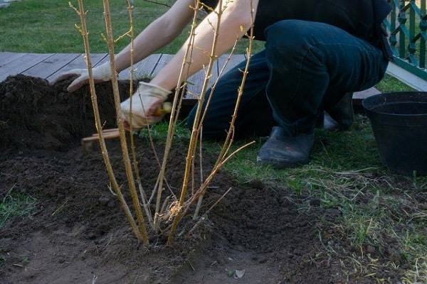 arbusto plantado