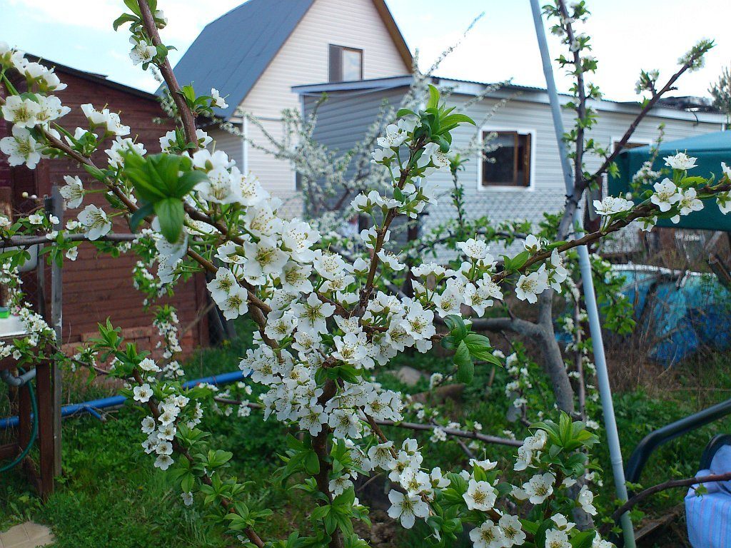 amarillo ciruela