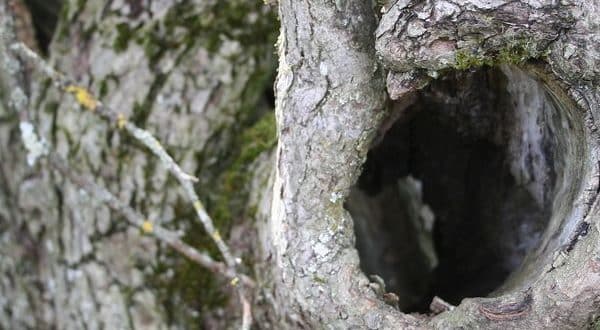 creux dans le pommier