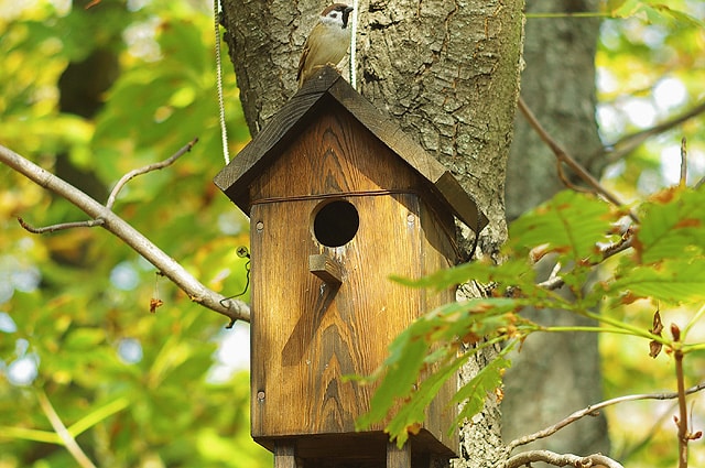 nichoirs pour oiseaux,