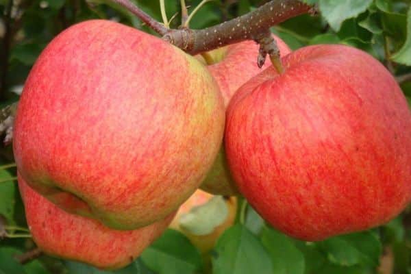 apple tree ligol