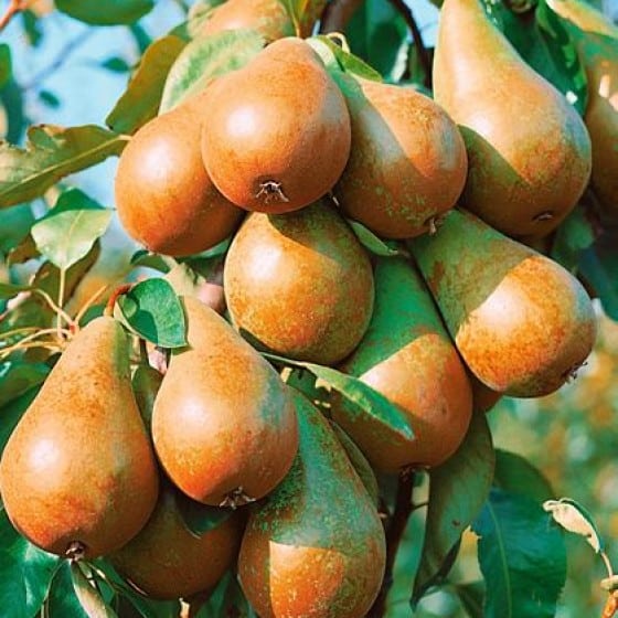 Dwarf pear Dalikor