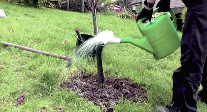 watering the apple tree